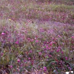 coco mademoiselle +lucra400