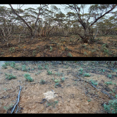 2025.11.22 Rainshield (Version 2) Test. Mallee Country. Late Spring.