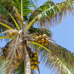 Trapboi_Jowy (Coconut Tree)