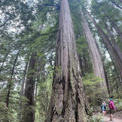 Prodigal Son // Darkwood