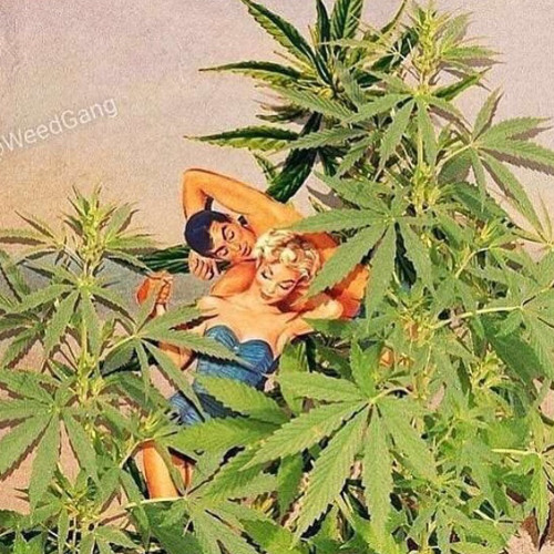 Palmtree Dreamin