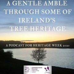 A Gentle Amble Through Some of Ireland's Tree Heritage