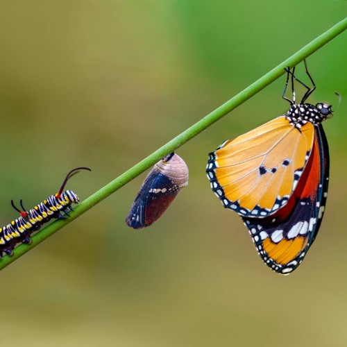 Dave Juric - Forced Metamorphosis