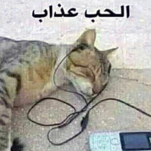 awik_ft_brat_perlarpg