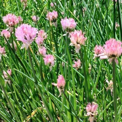 Prairie Hymn