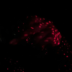 T0F4R (prod. 1kamui x bbysizzun)