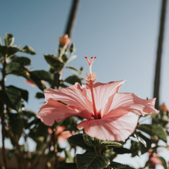 Hibiscus