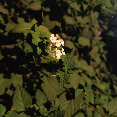 Koi Si Edit audio Slowed