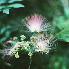 Albizia