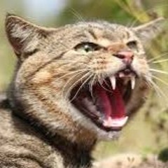 A Feral Beast Attacks [[Cover]]