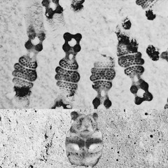 Ziehdra - Sprichsätz