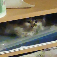 can you sign my petition please? - tylko pod warunkiem ze nie ma w niej  p o m i d o r u w