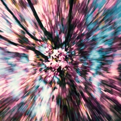 Blossom
