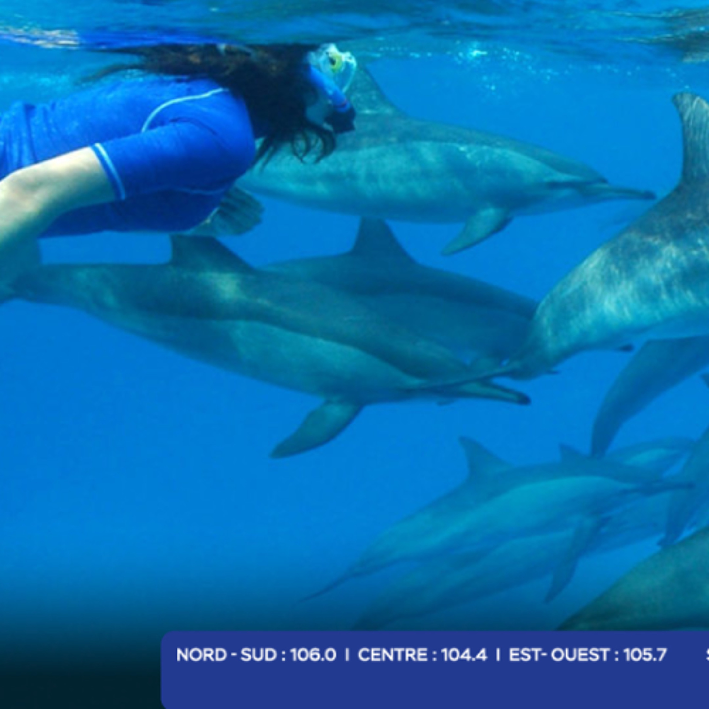 Opérations ciblées par la NCG : 35 contraventions dressées pour des activités illégales en lien avec des dauphins et des baleines