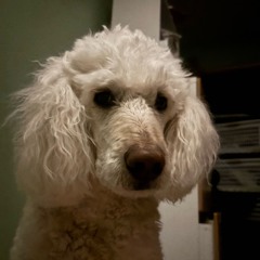 PARADOX (prod. xamss) [feat. Dylxn]