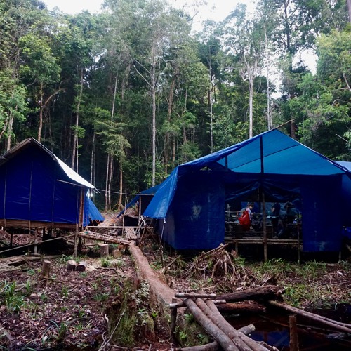 Orangutan - Tuanan, Central Kalimantan, Indonesia