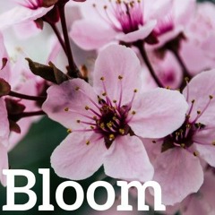 Spekter♪ - Bloom