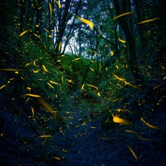 Fireflies (feat. Fr. Harris)