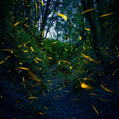 Fireflies (feat. Fr. Harris)