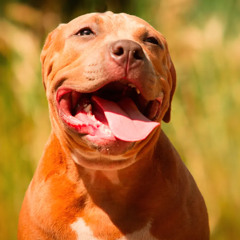 OS PITBULL TÁ NA RUA - Mc RD, Mc Vidal & Dj Rafinha DN