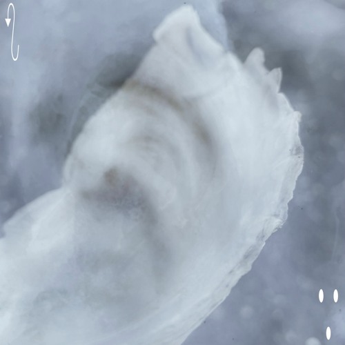 pearl shell ⊹