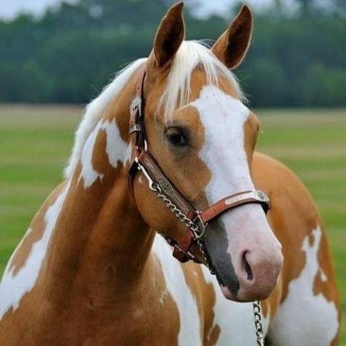 Stream AS MAIS TOCADAS TIKTOK | Listen to FUNK TIKTOK 2022 playlist ...