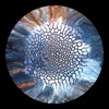 Expressmor (SNTP094) preview