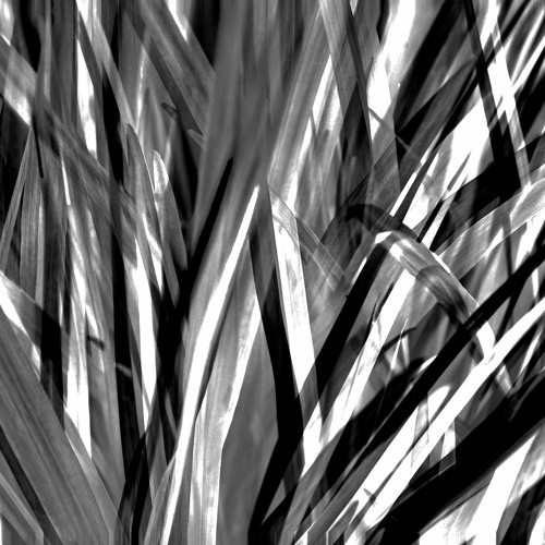 grass