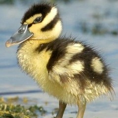 Nils Bader - Quack, Quack Motherfucker!