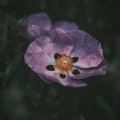 [Commission] Cistus L.