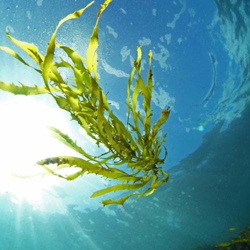 Although it’s often overlooked cray weed is an essential part of marine eco...