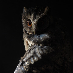 Owls, Departing