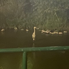 the heron at duck village