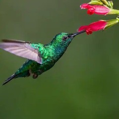 Deep Down in Carribean Sea💫