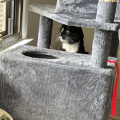 COM381 SOUP Assignment 8 - Professor's Wisdom