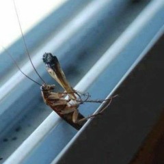 You're Just a Roach Smoking a Roach... (Feat. [N/A] & Natasha Sex)