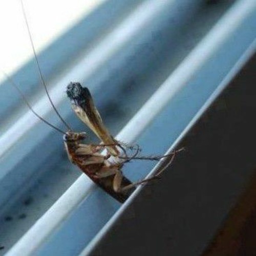 You're Just a Roach Smoking a Roach... (Feat. [N/A] & Natasha Sex)