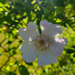 TB-203_@Hundsrosenblüte, 2025-05-20