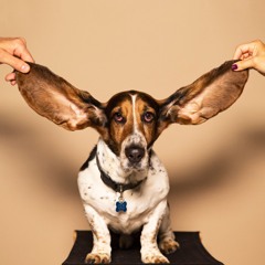Happy New EAR 2021.