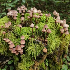Noaptea Mintii
