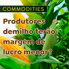 Produtores de milho terão margem de lucro menor?