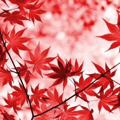 المنشاوي | نهاوند نادر من سورة الزخرف