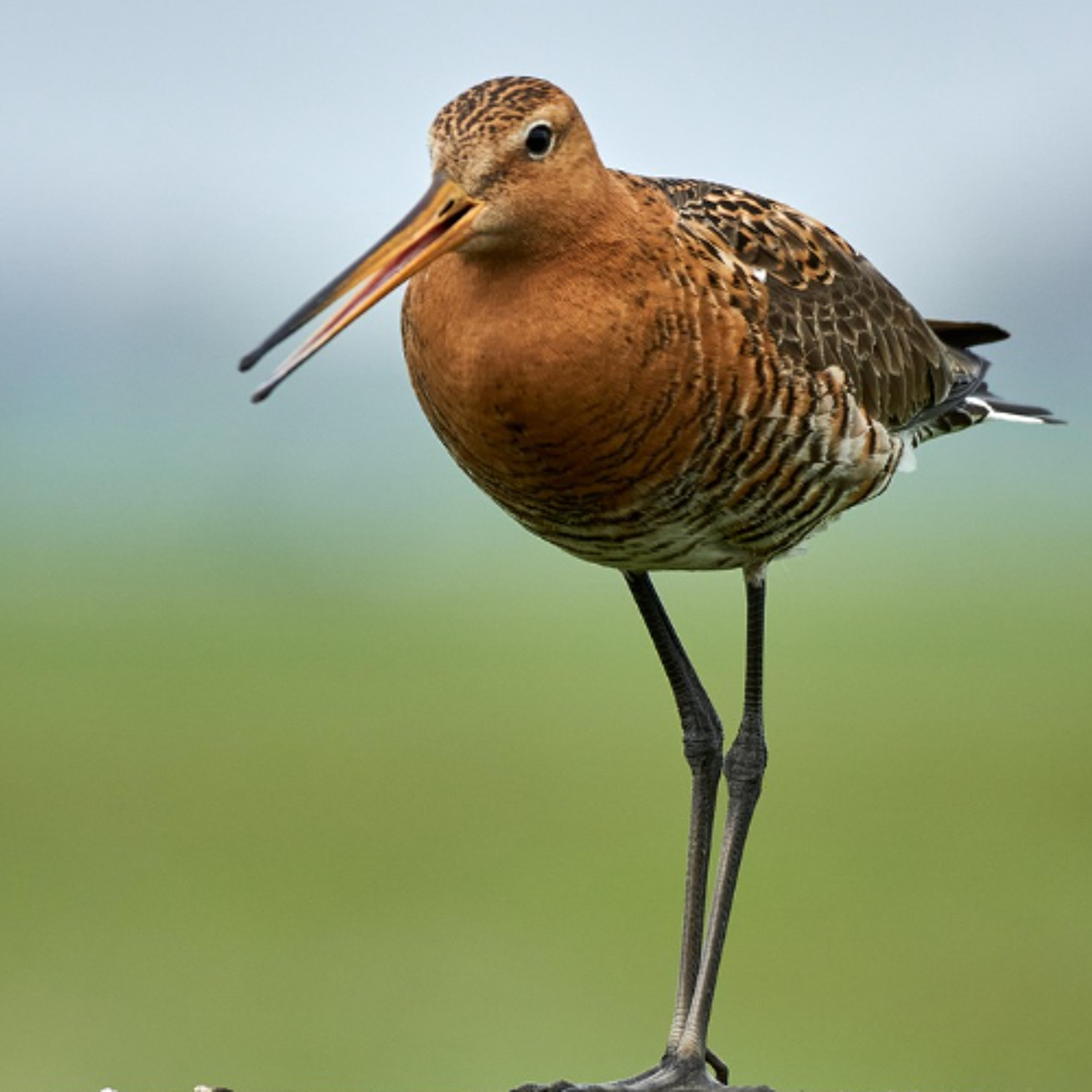 Nieuws van Omroep Gelderland