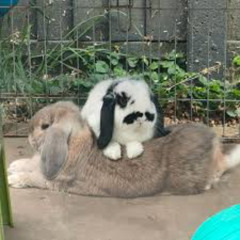 Serving worldwide cunt (Egregore X Katie Adelyn X UNTITLED X Maara X ZHEANI)