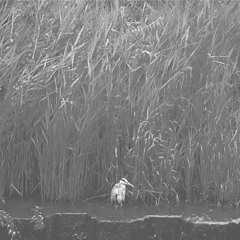 GOOD GOOD BLOOD - The Taming Of The Heron