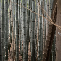 kyoto prod clayco + cade + farsight