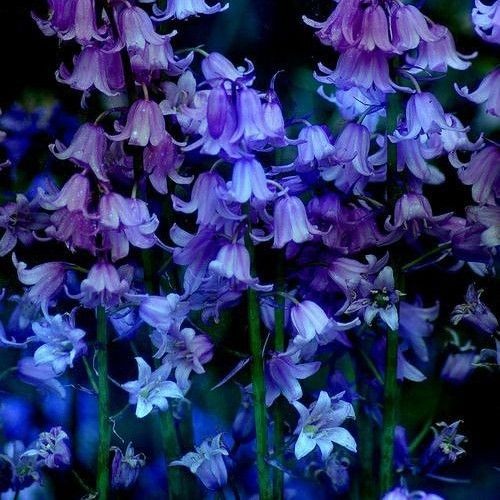 โ ๐๐ซ๐ฎ๐ฌ๐ก๐๐ ๐ฉ๐๐ญ๐๐ฅ๐ฌ