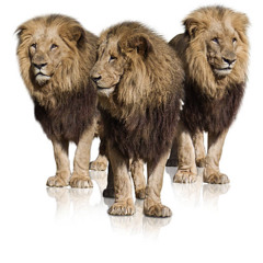 In the Rain Freestyle