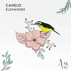 Cahelo - Bananaquit