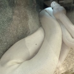Two Headed Snake/2x2